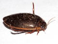 Rhantus suturalis